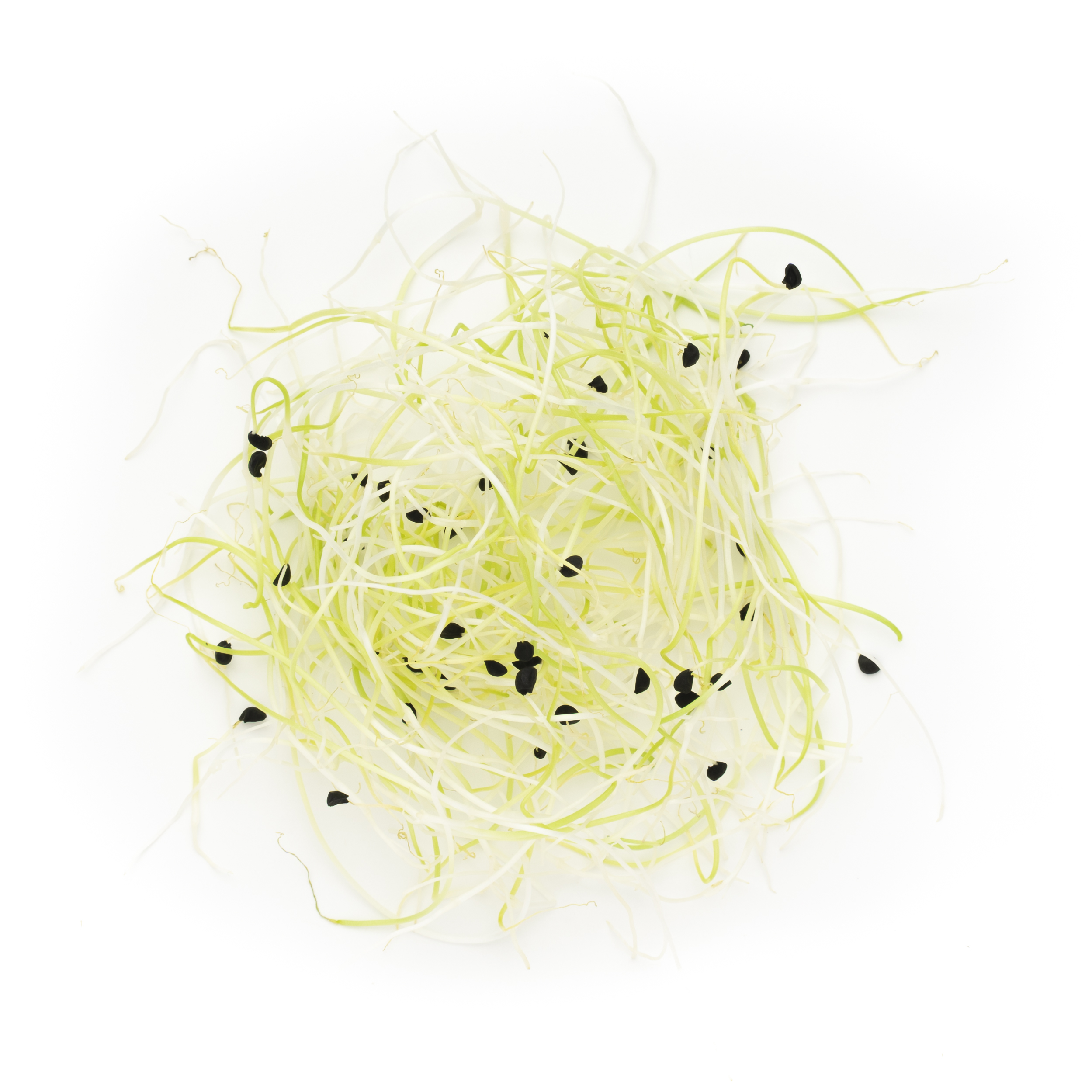 Small pile of leek sprouts on white background