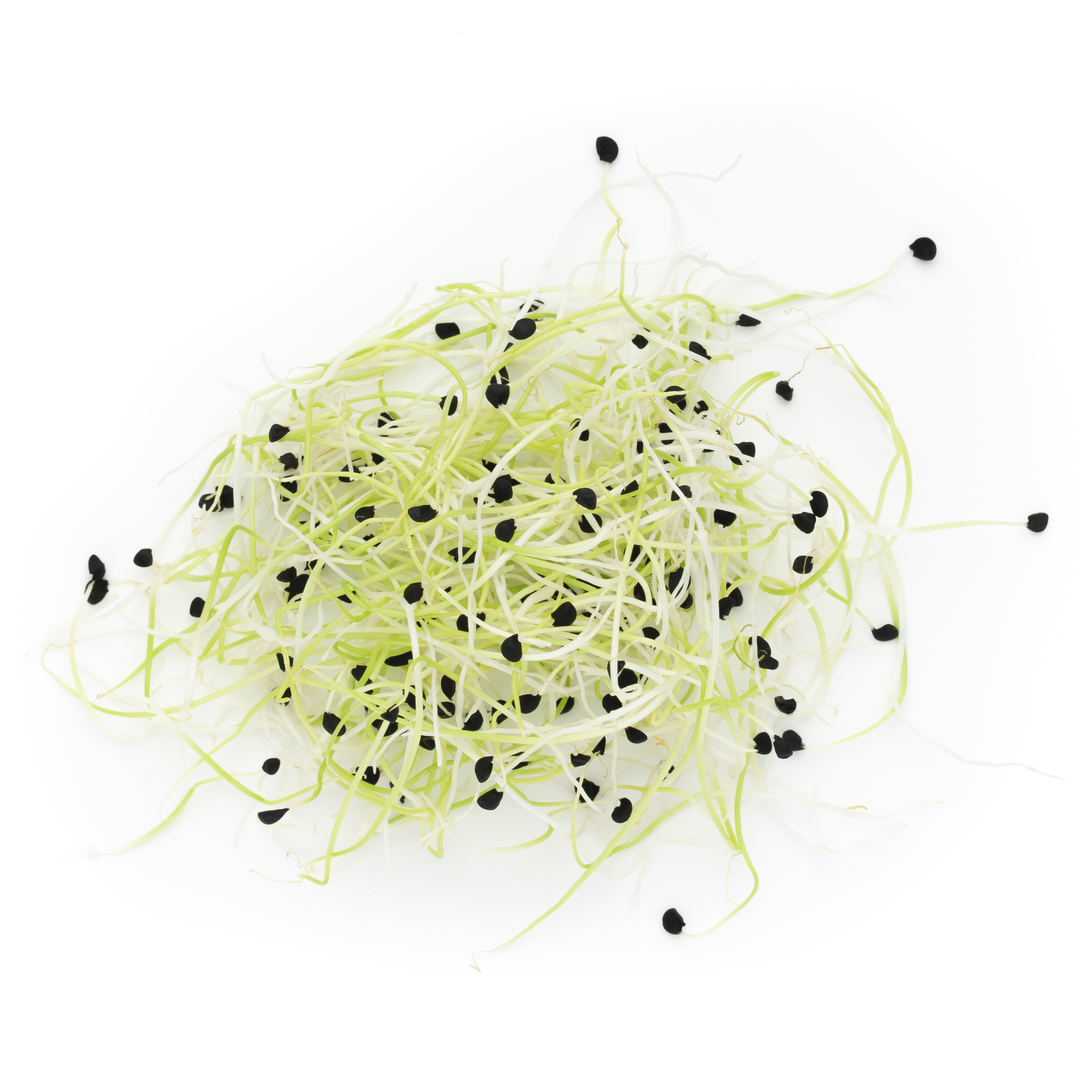 Small pile of garlic sprouts on white background