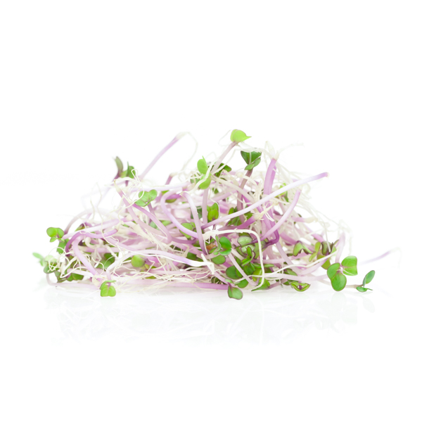 Small pile of red cabbage sprouts on white background